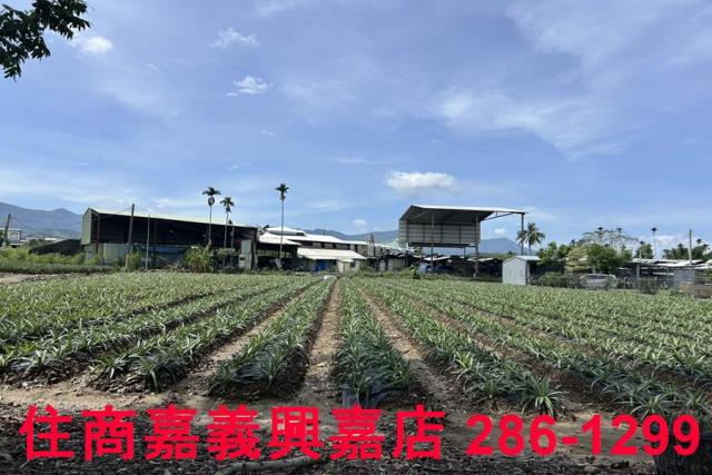 中埔農地-5
