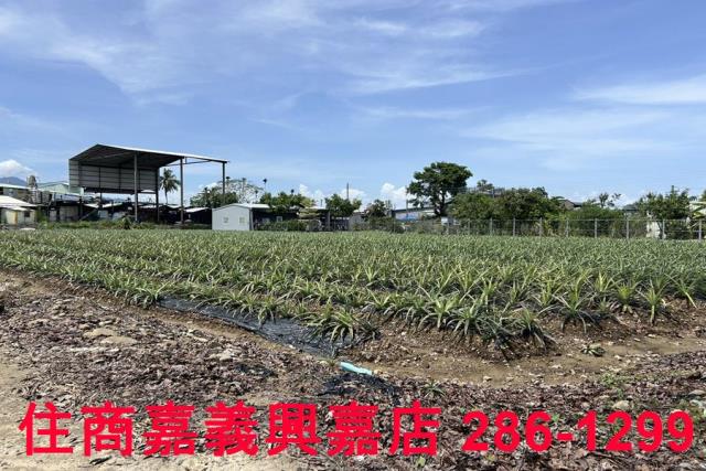 中埔農地-6