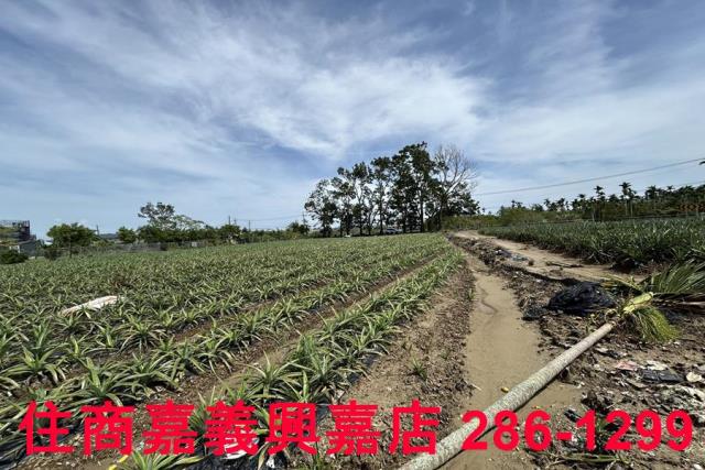 中埔農地-7
