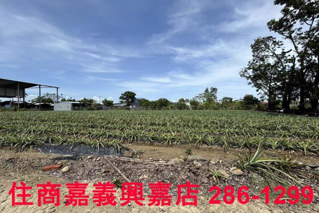 中埔農地-8