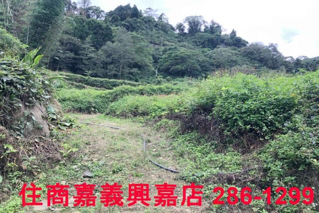 嘉義梅山農地-7