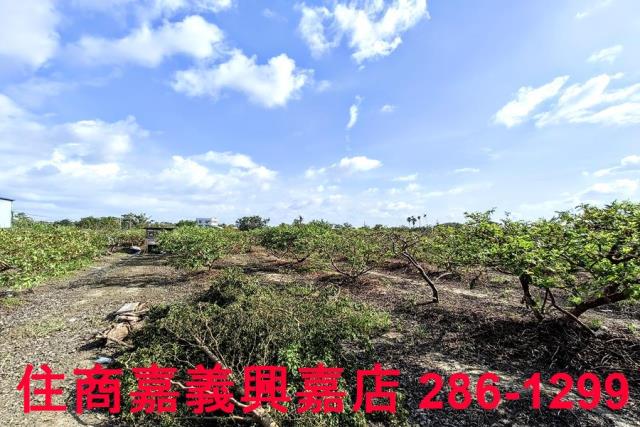 嘉義水上農地-3