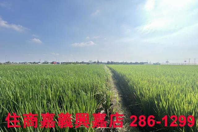 水上農地-9