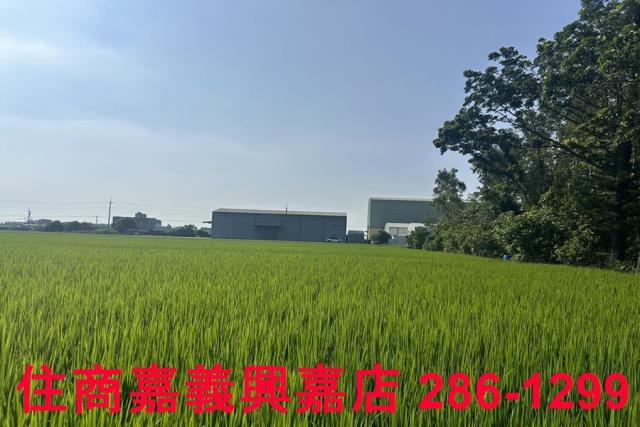 水上農地-2
