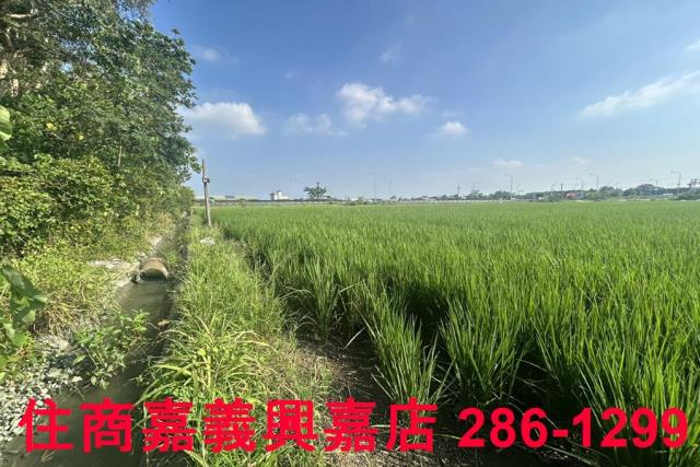 水上農地-6