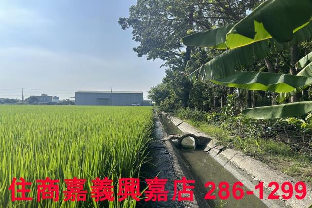 水上農地-7