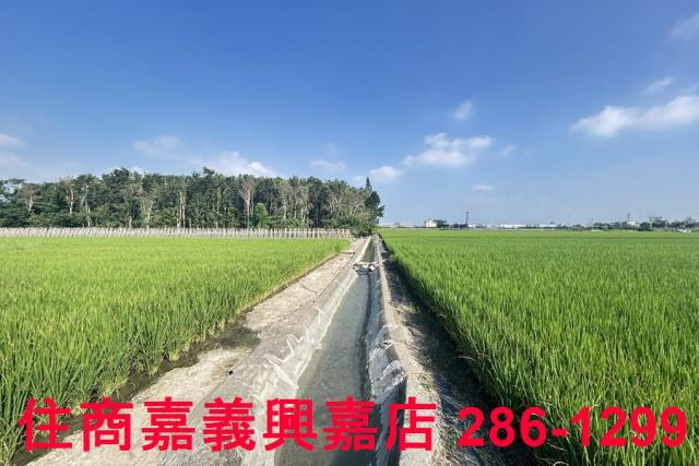 水上農地-8