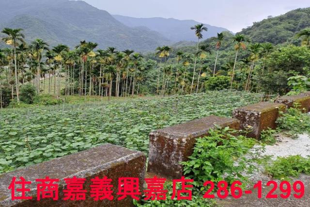 嘉義農地-0