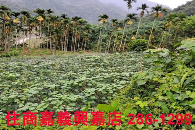 嘉義農地-1