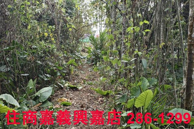 嘉義農地-9