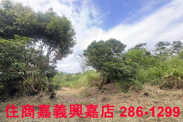 嘉義番路農地-6