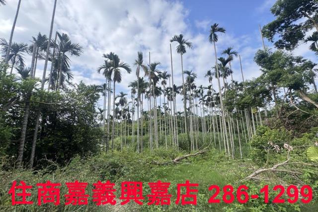 嘉義番路農地-7