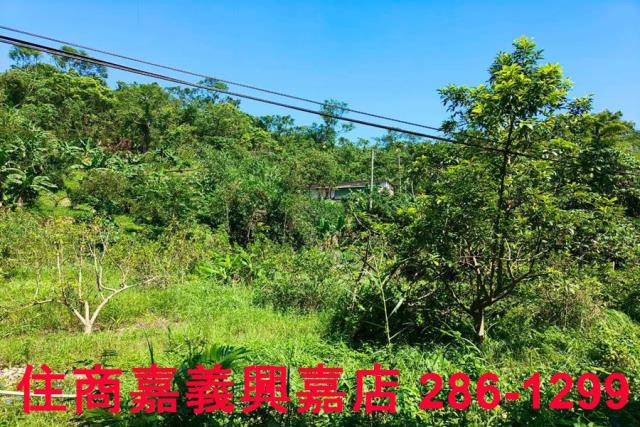 竹崎農地-5