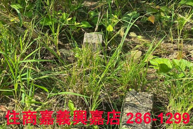 嘉義農地-6